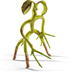 Fantastic Beasts: buigbare bowtruckle