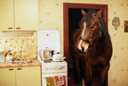 Een paard op het balkon – DVD